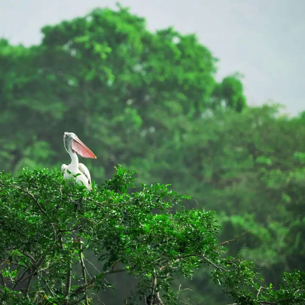 Bird watching in Yala Sri Lanka